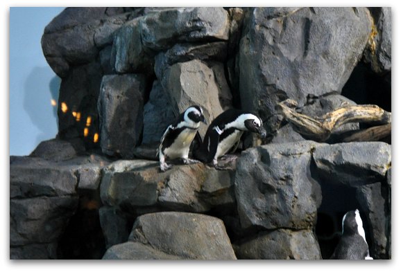 penguins monterey aquarium