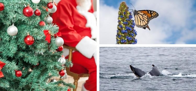 Monterey Events In December Calendar Of Top Things To Do In 2019 monterey christmas calendar 2021