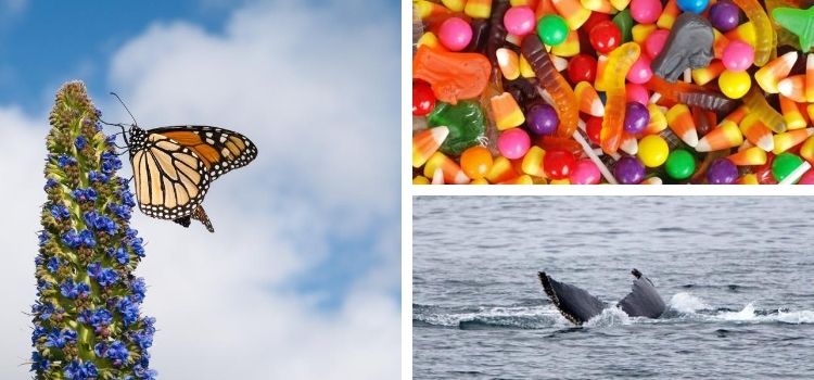 monterey-events-in-october-2019-calendar-things-to-do