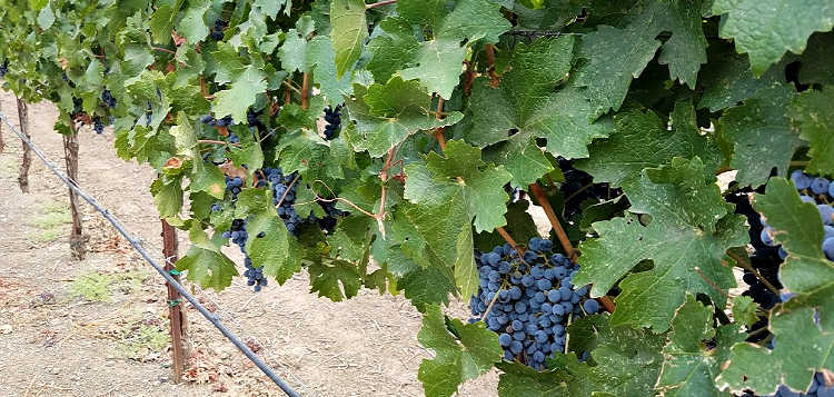 napa weather napa weather
