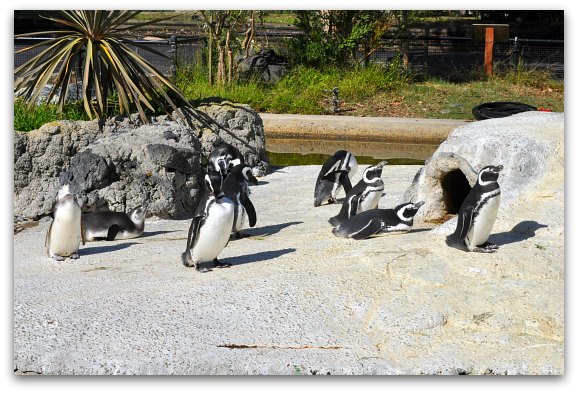 San Francisco Zoo: See the Gorillas, Big Cats & Other Animals