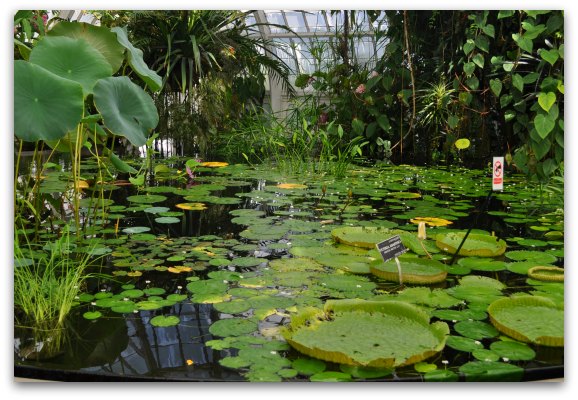 San Francisco Conservatory Of Flowers Tips To Visit Pics