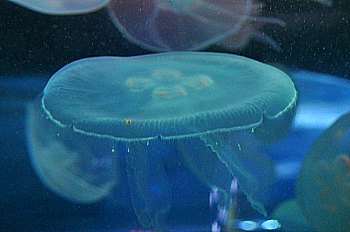 Aquarium Bay City Pass SF