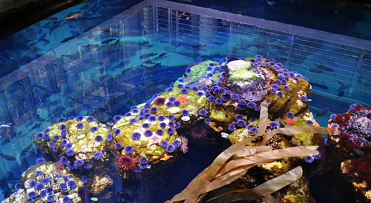 Free Museum Admission Days in San Francisco