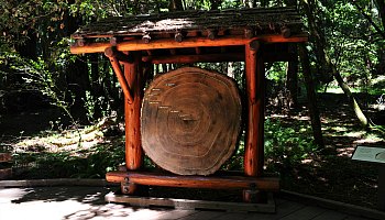 Muir Woods in September