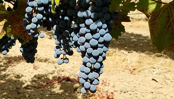 Sonoma Wine Tasting