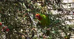 unusual-parrots-san-francisco.jpg