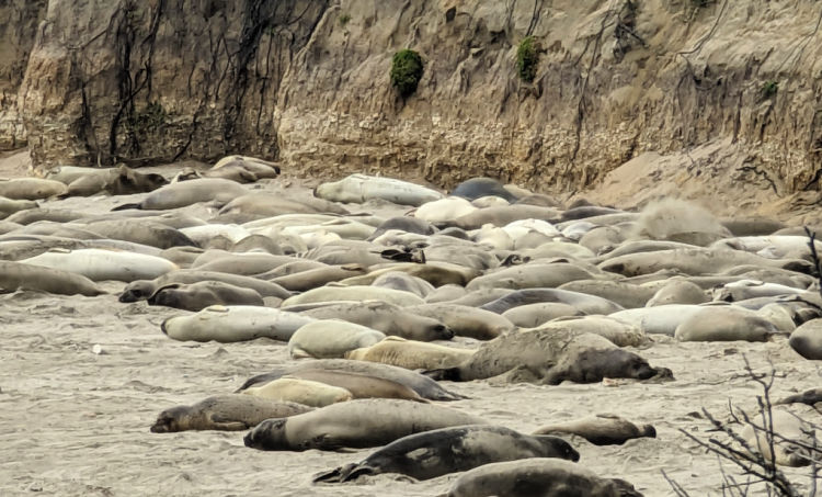 Ano Nuevo Elephant Seals