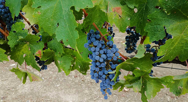 Ripe grapes on the vine in Napa Valley. Ripe grapes on the vine in Napa Valley.