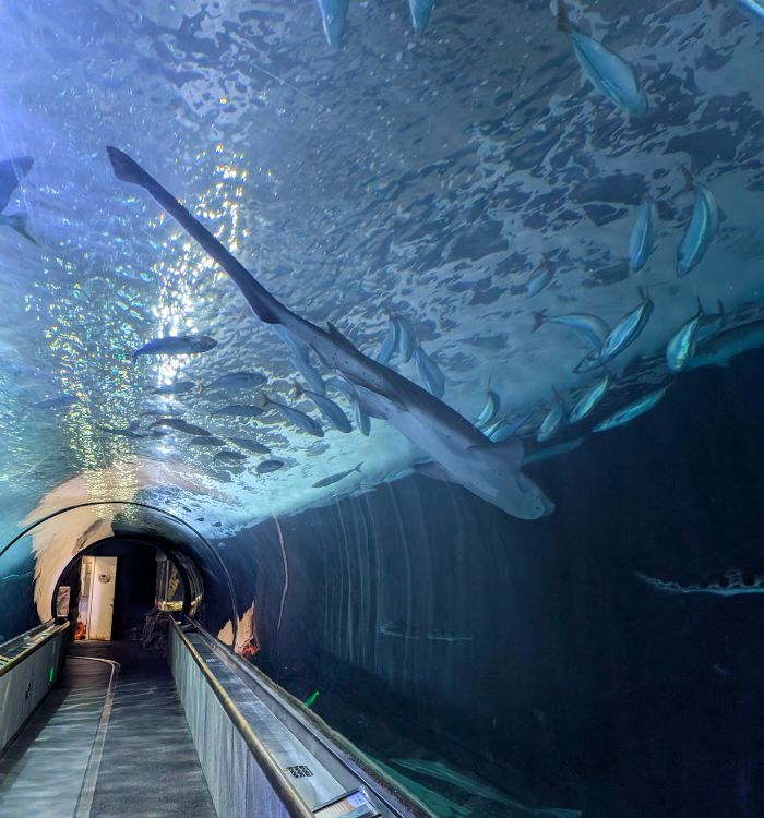 The Walkthrough Tunnel at the Aquarium of the Bay on Pier 39