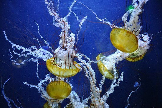 Jelly fish floating around in an aquarium in the Aquarium of the Bay