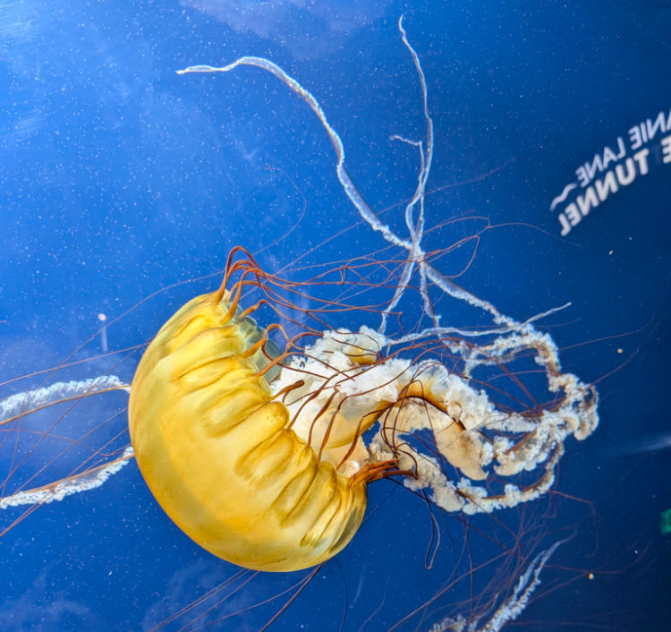 Jellyfish in the Aquarium of the Bay Jellyfish in the Aquarium of the Bay