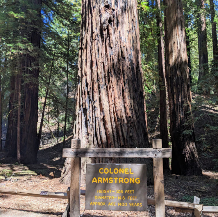 The Colonel Armstrong in the Armstrong Redwood State Natural Reserve is a must see on your visit.