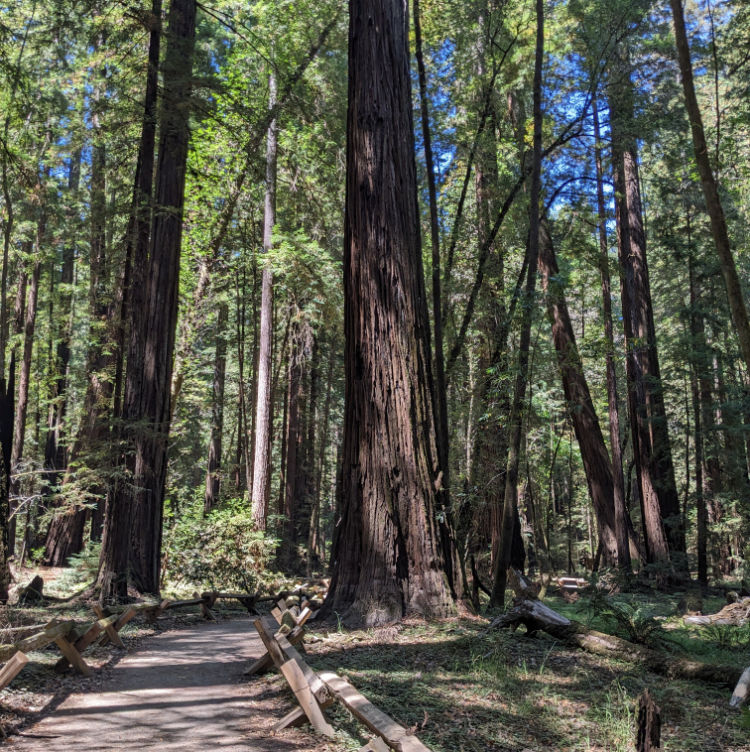 A dirt path in Armstrong State Park in Sonoma County A dirt path in Armstrong State Park in Sonoma County