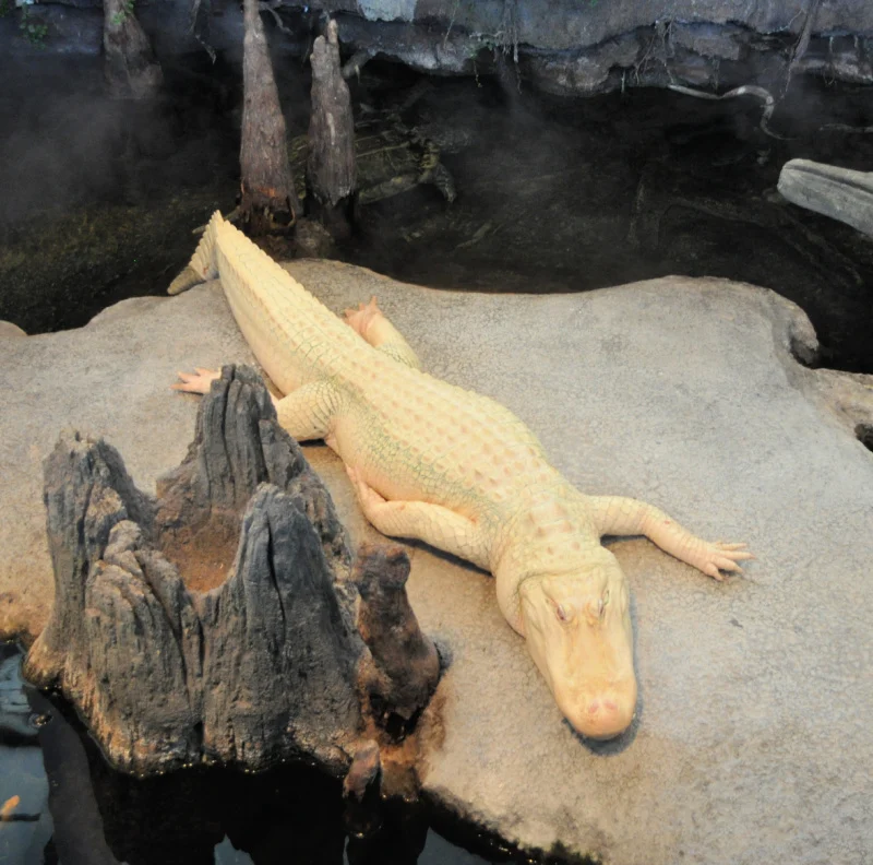 Claude is one of the most famous exhibits at the California Academy of Sciences in Golden Gate Park Claude is one of the most famous exhibits at the California Academy of Sciences in Golden Gate Park