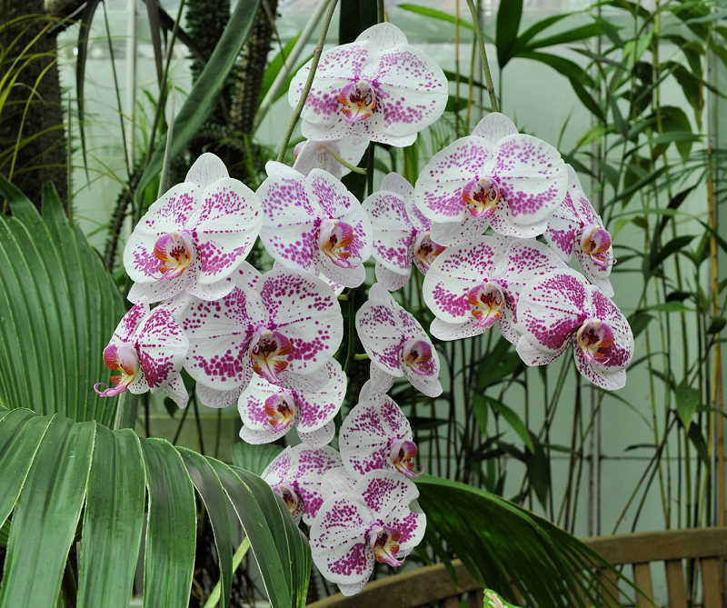 Conservatory of Flowers and their free day in August Conservatory of Flowers and their free day in August
