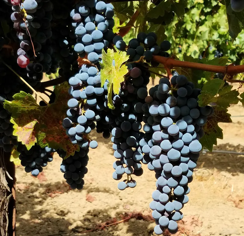 Grapes ripening on the vine in August in Sonoma County