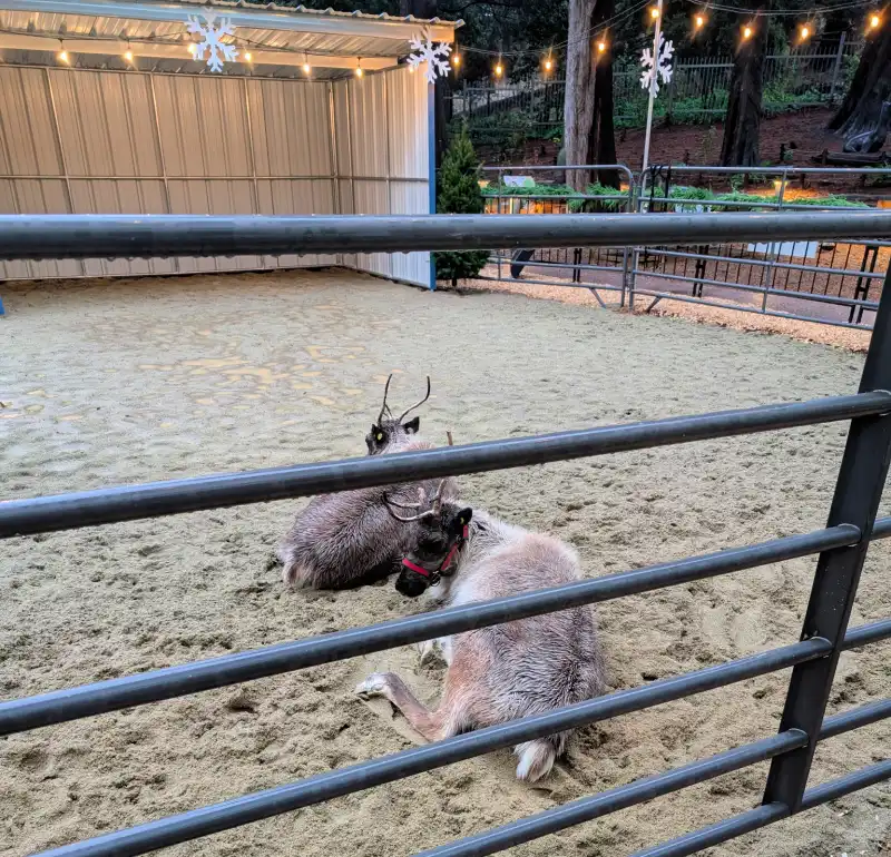 Baby Reindeer at the California Academy of Sciences