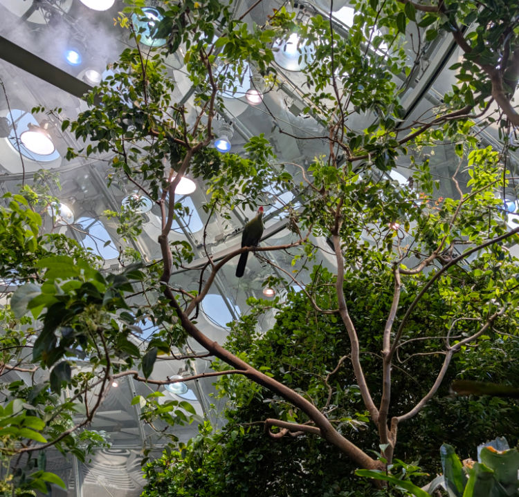 A bird inside the Osher Rainforest