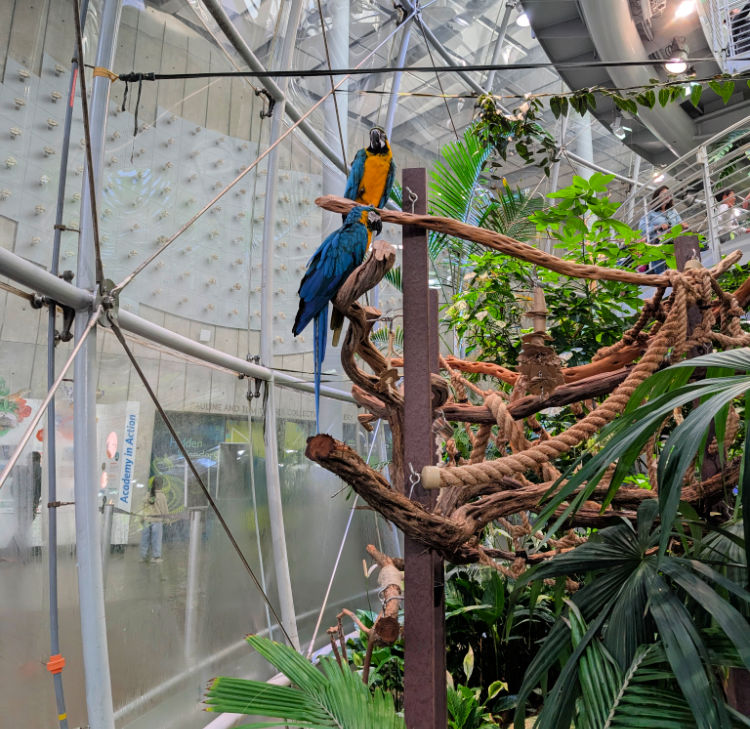 Two Blue and Yellow Macaws at the California Academy of Sciences Two Blue and Yellow Macaws at the California Academy of Sciences