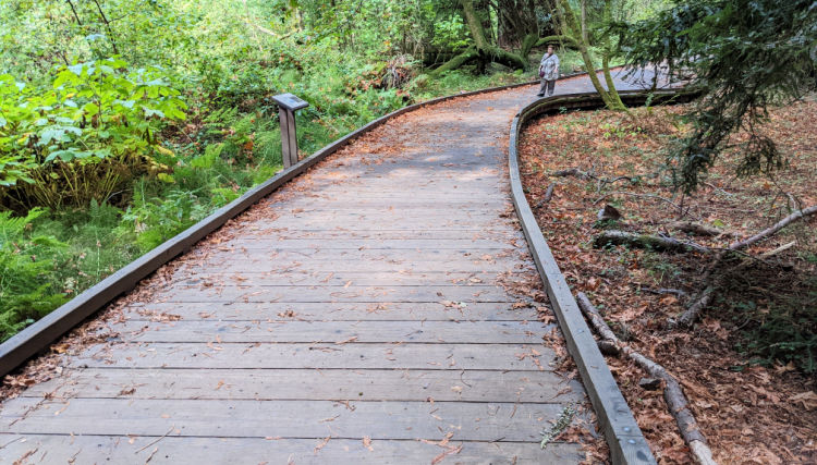 Boardwalk in Redwoods
