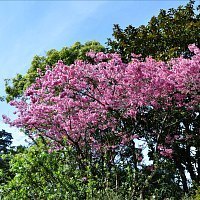 Botanic Gardens in June