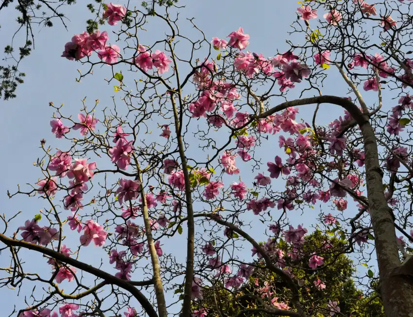 Botanical Gardens January Magnolias Botanical Gardens January Magnolias