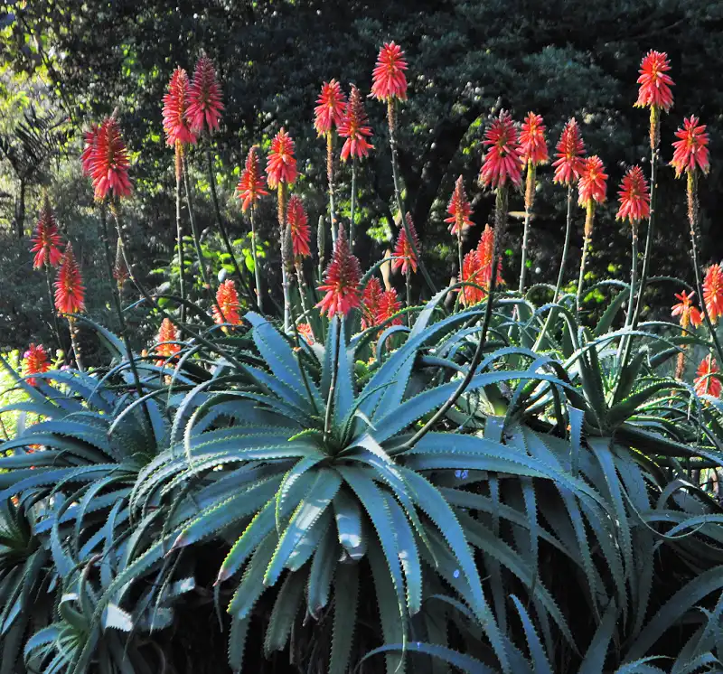 Red flowers growing in the Botanical Gardens in Golden Gate Park Red flowers growing in the Botanical Gardens in Golden Gate Park