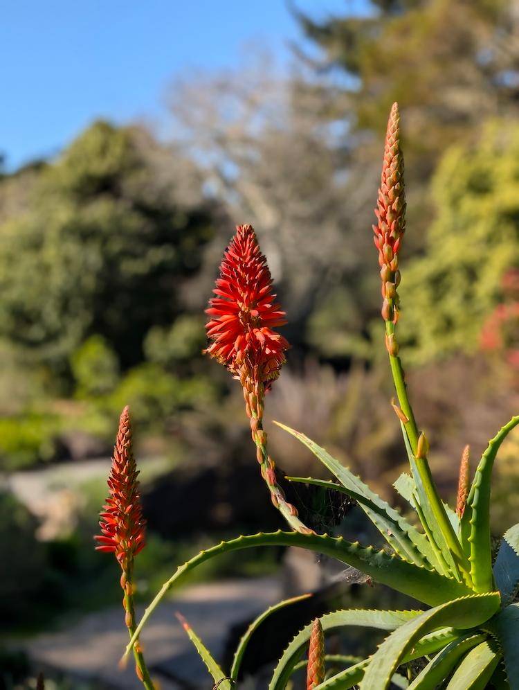 Red flowers at the Botanical Gardens in San Francisco