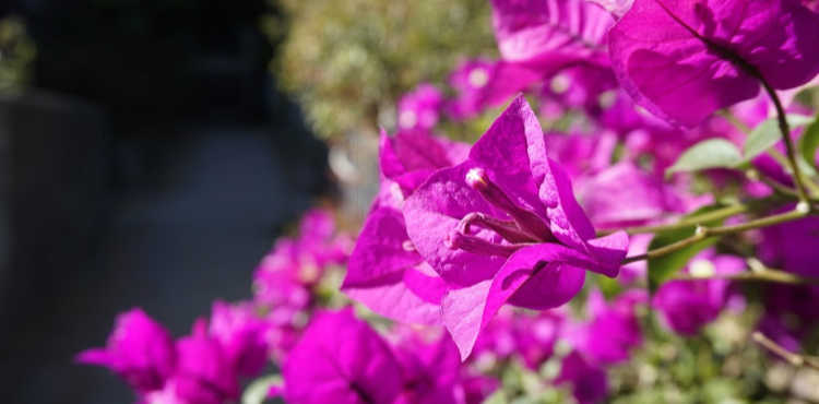 Bougainvillea Flowering