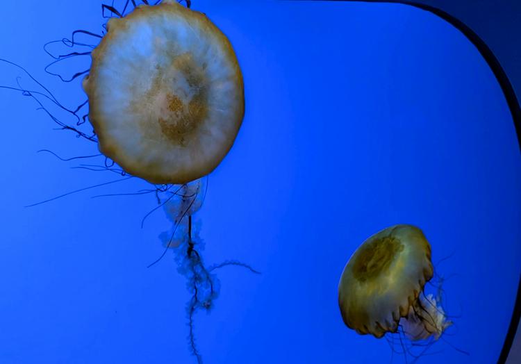 Jellyfish at the Steinhart Aquarium inside the California Academy of Sciences
