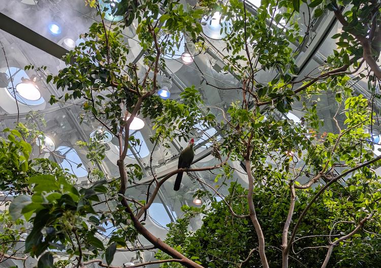 Looking up in the four-story rainforest at the California Academy of Sciences