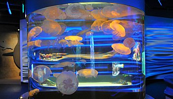 Cal Academy Cal Academy