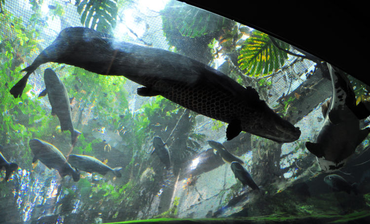 Visiting the California Academy