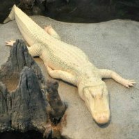 Cal Academy of Sciences Cal Academy of Sciences