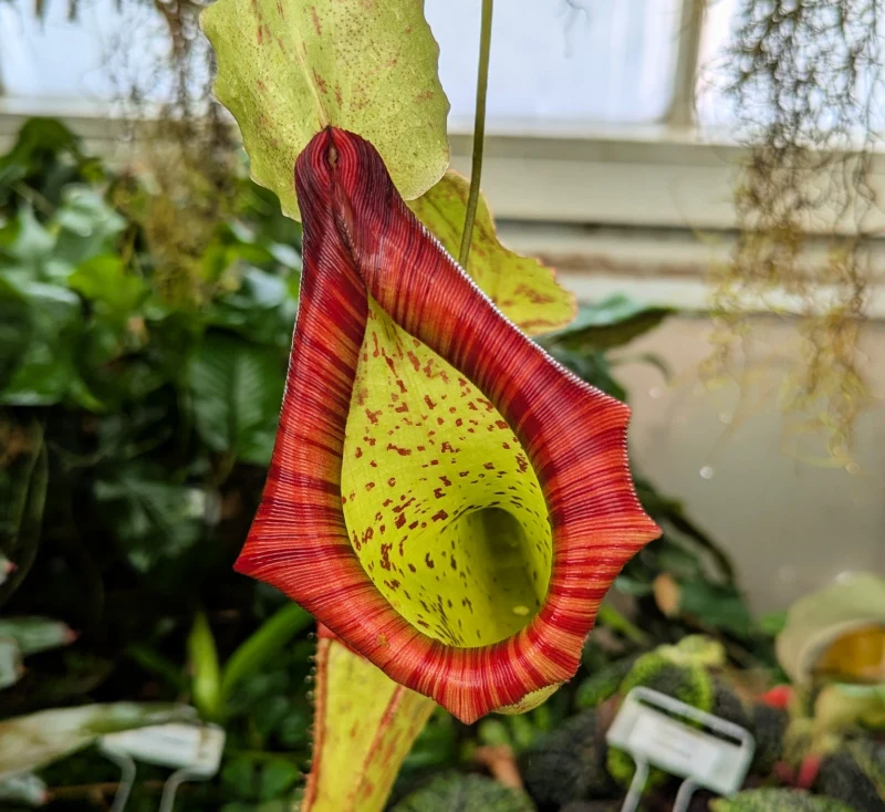 Carnivorous plant at the Conservatory of Flowers in San Francisco Carnivorous plant at the Conservatory of Flowers in San Francisco