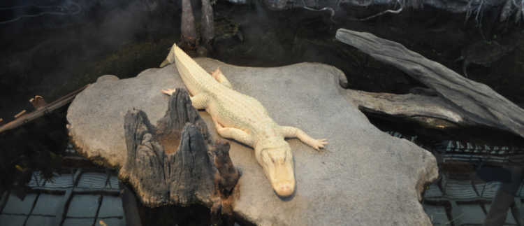 Claude at the California Academy of Sciences