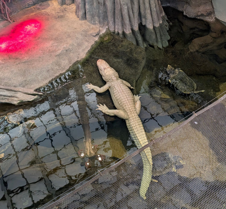 Claude at the California Academy of Sciences