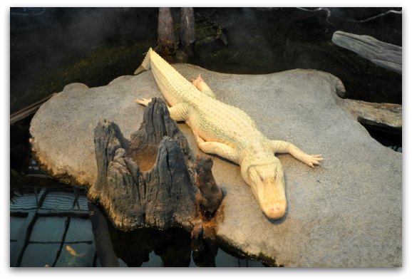 Claude the white alligator at the California Academy of Sciences