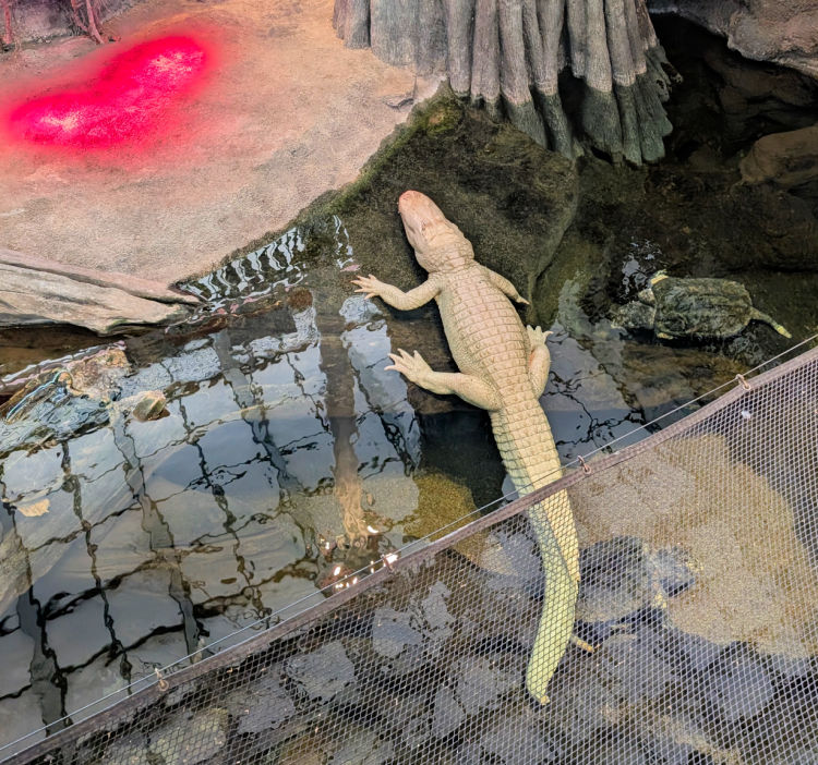 Claude, the rare white alligator at the California Academy of Sciences
