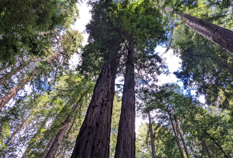 Coastal Redwoods in Northern California