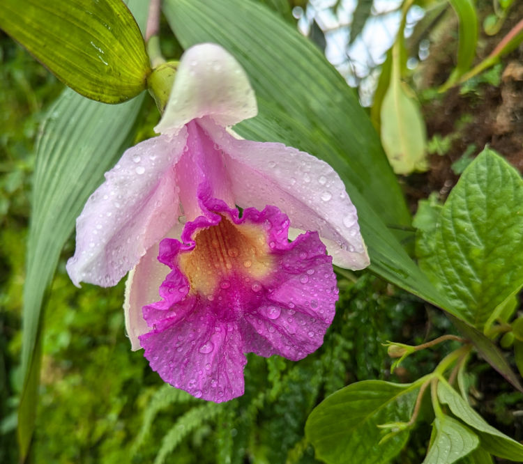 Beautiful flower with water droplets inside the Conservatory of Flowers