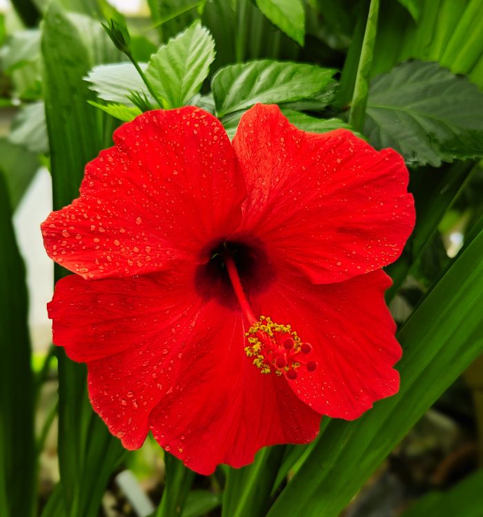 Red flower at the Conservatory of Flowers in San Francisco