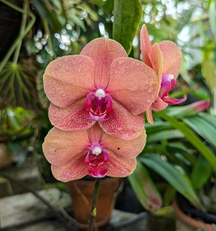 Conservatory of Flowers orchids