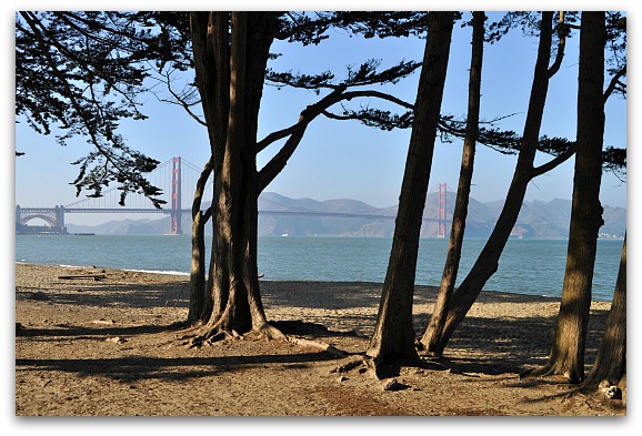 The Golden Gate Bridge peeking out from behind the trees at Crissy Field