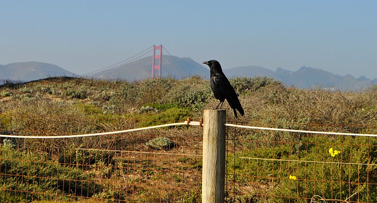Crow on the fence along Crissy Field