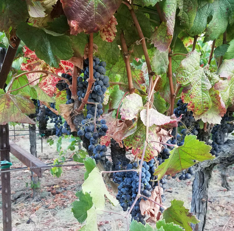 Grapes ripening on the vine in Napa Valley