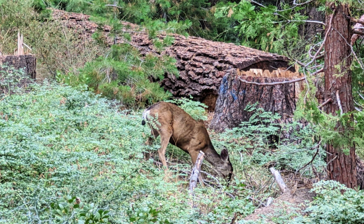 Deer in Yosemite