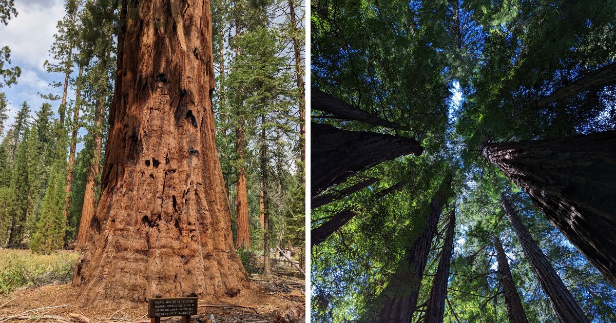 Discover 8 Spectacular Sequoia Groves Near San Francisco