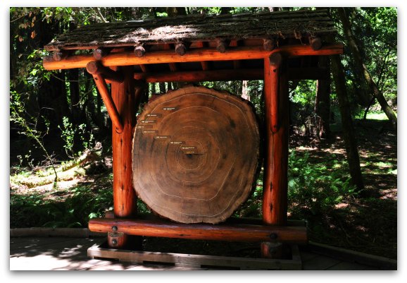 A display showing the growth pattern for these Coastal Redwood trees.